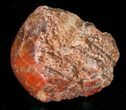 Pennsylvanian Aged Red Agatized Horn Coral - Utah #15260-1